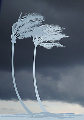 포토 JPG 해외이미지 나무 식물 구름 일러스트 풍경 사람없음 큼 코코넛 폭풍 허리케인 해외202004 해외포토 자연요소 과일 날씨 크기 자연재해 파일형식 이미지허브