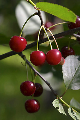 포토 JPG 해외이미지 나무 식물 음식 잎 과일 자연 건강 사람없음 빨간색 초록색 마을 정원 봄 성장 나뭇가지 신선 체리 달콤 맛 과수원 해외202004 해외포토 계절 컬러 컨셉 농업 생태계 파일형식 이미지허브