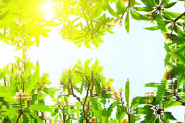 포토 JPG 해외이미지 식물 계절 꽃 백그라운드 잎 밭 자연 벽지 하늘 추상 미술 사람없음 초록색 여름 파란색 봄 수확 가을 흰색 신선 닫기 질감 보케 내추럴 해외202004 해외포토 컬러 무늬 농업 모션 문화예술 생태계 파일형식 이미지허브