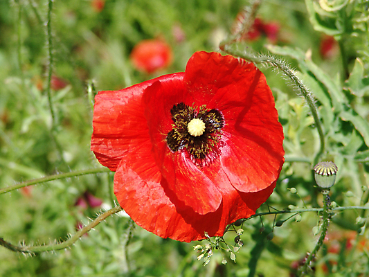 포토 JPG 해외이미지 디자인 꽃 백그라운드 꽃무늬 밭 자연 아이디어 옥수수 사람없음 빨간색 초록색 우주 환경 침묵 봄 벚꽃 시골 신선 닫기 선택 11월 싱글 장면 양귀비 일요일 추모 해외202004 해외포토 식물 계절 컬러 컨셉 무늬 농업 모션 곡류 소리 날짜 생태계 요일 파일형식 이미지허브