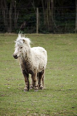 포토 JPG 해외이미지 동물 밭 사람없음 야외 초록색 반려동물 갈색 평화 시골 승마 작음 방목 조랑말 기르기 해외202004 해외포토 스포츠 컬러 컨셉 농업 말_동물 축산업 크기 돌봄 파일형식 이미지허브
