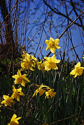 포토 JPG 해외이미지 식물 꽃 유럽 자연 노르웨이 사람없음 야외 봄 수선화 스칸디나비아 해외202004 해외포토 계절 나라 생태계 파일형식 이미지허브
