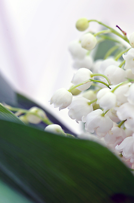 포토 JPG 해외이미지 식물 계절 공원 꽃잎 꽃 잎 꽃무늬 밭 자연 사람없음 야외 초록색 물 여름 정원 계곡 봄 성장 벚꽃 종 흰색 신선 개화 우아함 백합 순수 묘사 향기 아로마 내추럴 해외202004 해외포토 자연요소 공공시설 컬러 컨셉 무늬 농업 생태계 냄새 파일형식 이미지허브