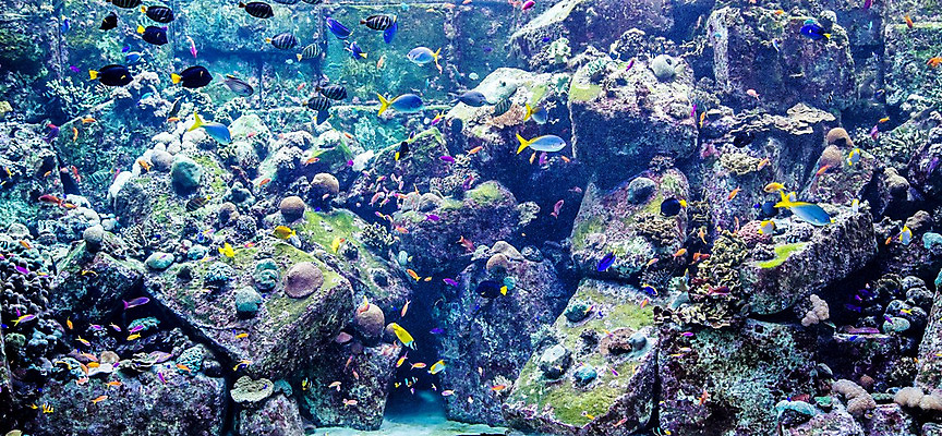 포토 JPG 해외이미지 야생동물 바다 학교 자연 선반 어류 풍경 사람없음 빨간색 물 정원 바닷속 수중 산호 큼 쇼핑몰 아래 다이빙 하와이 암초 수족관 폴리네시아 제비 석호 몰디브 스펀지 깊이 두바이 식민지 아랍어 이국적 생존 많음 해외202004 해외포토 자연요소 동물 교육 아시아 컬러 가구 컨셉 조류 수영 미국 수중동물 오세아니아 자포동물 크기 방향 생태계 위치 아랍에미리트 수중스포츠 파일형식 이미지허브