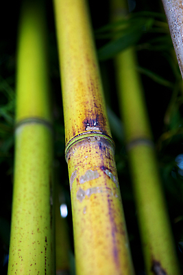 포토 JPG 해외이미지 나무 식물 아시아 문화 선 백그라운드 잎 자연 추상 건강 사람없음 장식 초록색 정원 일본 스파 중국 에너지 성장 신선 숲 열대우림 대나무 원예 생물학 동쪽 이국적 해외202004 해외포토 교육 나라 컬러 무늬 취미 방향 생태계 파일형식 이미지허브