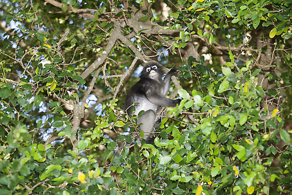 포토 JPG 해외이미지 나무 동물 1 응시 공원 야생동물 여행 잎 생각 포유류 태국 자연 휴가 산 털 사람없음 초록색 반사 갈색 머리 검은색 회색 흰색 나뭇가지 원숭이 표현 황무지 숲 열대우림 유인원 섬광 해외202004 해외포토 식물 시선 공공시설 아시아 컬러 신체부위 생태계 파일형식 이미지허브