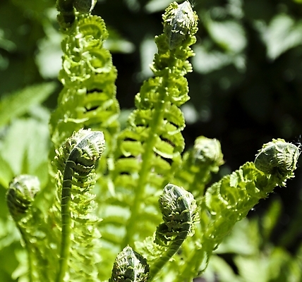 포토 JPG 해외이미지 식물 백그라운드 잎 자연 아침 사람없음 야외 초록색 빛 컬러풀 햇빛 봄 성장 나뭇가지 신선 행운 숲 심볼 사인 질감 부드러움 마법 내추럴 광합성 삼림지대 양치류 해외202004 해외포토 주간 나무 계절 컬러 컨셉 태양 감각 생태계 파일형식 이미지허브