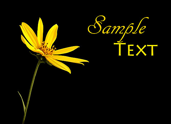 포토 JPG 해외이미지 식물 1 계절 꽃잎 꽃 백그라운드 잎 자연 사람없음 초록색 노란색 정원 검은색 봄 벚꽃 싱글 데이지 심플 고립 영원 해외202004 해외포토 컬러 생태계 파일형식 이미지허브