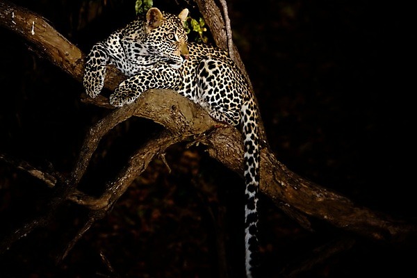 포토 JPG 해외이미지 나무 동물 응시 공원 얼굴 야생동물 스포츠 여행 포유류 아프리카 자연 수염 국립공원 사람없음 여행객 환경 고양이 나뭇가지 관찰 점 기다림 큼 검색 육식동물 표범 랜드마크 사바나 탄자니아 평야 해외202004 해외포토 멸종위기종 식물 시선 공공시설 나라 모션 사람 신체부위 반려동물 크기 생태계 파일형식 이미지허브