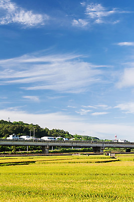 포토 JPG 해외이미지 식물 계절 아시아 도로 음식 백그라운드 농업 자연 하늘 밥 동양인 풍경 사람없음 야외 파란색 농작물 농장 노란색 고요 수확 성장 시골 황금 낟알 시리얼 대만 장면 천국 논밭 숙성 평야 카피스페이스 해외202004 해외포토 나라 산업 길 컬러 밭 교통시설 논 인종 공백 생태계 파일형식 이미지허브