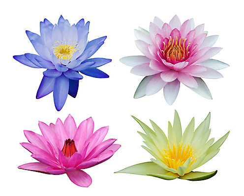 포토 JPG 해외이미지 식물 꽃잎 꽃 아시아 분홍색 잎 꽃무늬 불교 태국 자연 연꽃 사람없음 야외 장식 빨간색 물 여름 파란색 빛 세트 노란색 보라색 벚꽃 연못 개화 백합 수집 싱글 이국적 해외202004 해외포토 자연요소 계절 나라 종교 컬러 무늬 생태계 파일형식 이미지허브