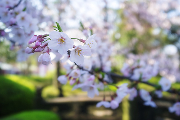 포토 JPG 해외이미지 꽃 아시아 여행 자연 휴가 사람없음 관광지 빛 일본 벚꽃 도쿄 내추럴 해외202004 해외포토 식물 나라 생태계 파일형식 이미지허브