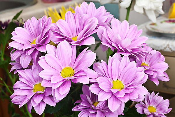 포토 JPG 해외이미지 식물 꽃잎 꽃 분홍색 백그라운드 생각 부분 자연 국화 사랑 사람없음 정원 검은색 침묵 벚꽃 개화 모서리 닫기 묘사 원예 깊이 해외202004 해외포토 감정 컬러 모션 취미 소리 생태계 파일형식 이미지허브