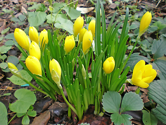 포토 JPG 해외이미지 식물 꽃잎 꽃 잎 꽃무늬 오렌지 자연 새로움 사람없음 초록색 컬러풀 노란색 정원 봄 가을 신생아 신선 개화 다발 사프란 해외202004 해외포토 계절 컬러 컨셉 무늬 과일 아기 향신료 생태계 파일형식 이미지허브