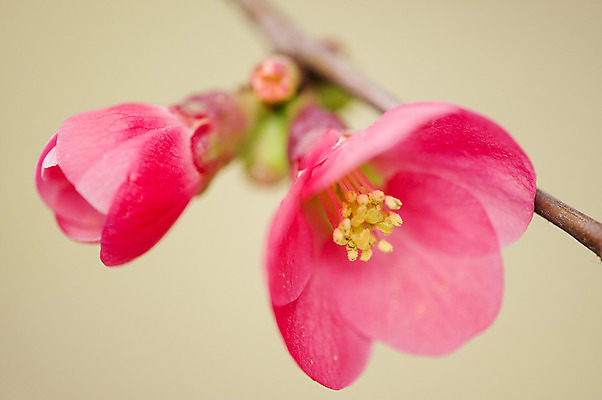포토 JPG 해외이미지 나무 식물 계절 꽃 분홍색 백그라운드 자연 사람없음 정원 일본 봄 흰색 체리 묘사 해외202004 해외포토 아시아 컬러 과일 생태계 파일형식 이미지허브
