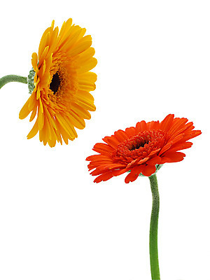 포토 JPG 해외이미지 식물 꽃 줄기 분홍색 백그라운드 오렌지 발렌타인데이 선물 사람없음 초록색 여름 컬러풀 노란색 봄 벚꽃 흰색 신선 개화 닫기 큼 묘사 원예 데이지 꽃가루 거베라 고립 넘어짐 해외202004 해외포토 계절 컬러 과일 모션 데이이벤트 취미 크기 가루 파일형식 이미지허브