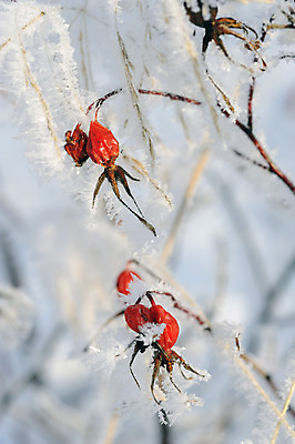 포토 JPG 해외이미지 식물 계절 열매 백그라운드 잎 겨울 과일 자연 추상 건강 사람없음 야외 목재 빨간색 장미 냉동 추위 가을 흰색 나뭇가지 신선 묘사 유기농 서리 내추럴 숙성 눈내림 해외202004 해외포토 나무 웰빙 꽃 컬러 무늬 재료 눈_날씨 생태계 파일형식 이미지허브