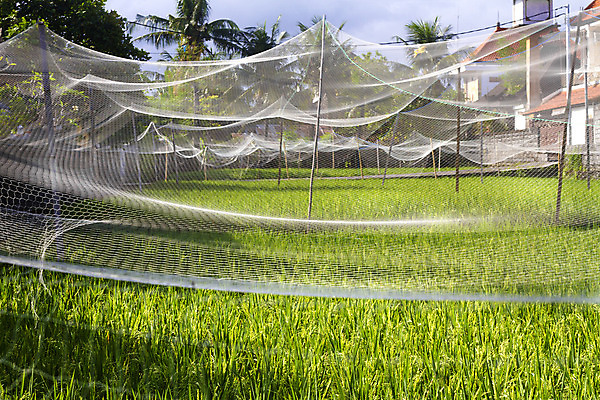 포토 JPG 해외이미지 식물 직업 전통 아시아 문화 음식 농업 자연 밥 노동자 사람 동양인 풍경 사람없음 야외 초록색 물 농작물 농장 농경지 중국 수확 성장 시골 업무 뜨거움 농부 낟알 유기농 베트남 발리 인도네시아 장면 밀짚 논밭 밭일 해외202004 해외포토 자연요소 웰빙 나라 산업 컬러 섬 밭 논 인종 동남아시아 작업 짚 생태계 파일형식 이미지허브