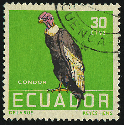 포토 JPG 해외이미지 동물 척추동물 야생동물 날개 자연 조류 봉투 종류 사람없음 세로 검은색 회색 수확 신용카드 메시지 먹이 편지 깃털 복고 부리 에콰도르 주소 우표 옛날 포식 해외202004 해외포토 컬러 농업 금융 남아메리카 생태계 파일형식 이미지허브