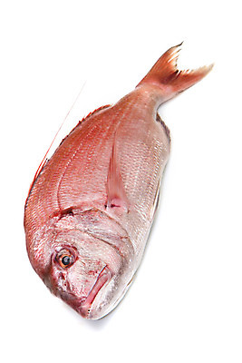 포토 JPG 해외이미지 사람없음 흰배경 도미 해외202004 해외포토 백그라운드 어류 흰색 파일형식 이미지허브