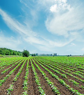 포토 JPG 해외이미지 식물 구름 계절 문화 백그라운드 잎 꽃무늬 밭 농업 자연 하늘 해바라기 풍경 사람없음 야외 초록색 파란색 컬러풀 햇빛 태양 농장 맑음 봄 활발 성장 벚꽃 흰색 시골 신선 땅 장면 내추럴 넘어짐 멀티 숙성 수평선 해외202004 해외포토 자연요소 꽃 산업 컬러 컨셉 무늬 모션 날씨 생태계 파일형식 이미지허브