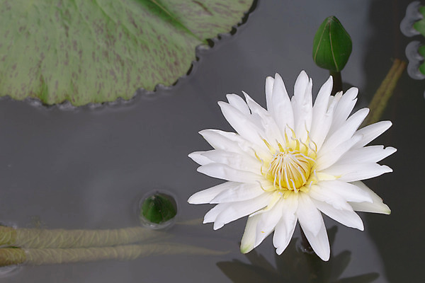 포토 JPG 해외이미지 식물 꽃 호수 꽃무늬 연꽃 사람없음 정원 보라색 벚꽃 연못 해외202004 해외포토 컬러 무늬 파일형식 이미지허브