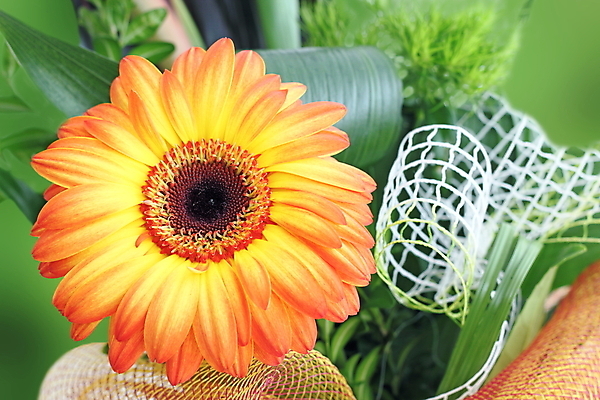 포토 JPG 해외이미지 식물 계절 꽃잎 꽃 줄기 꽃다발 잎 꽃무늬 오렌지 자연 발렌타인데이 선물 사람없음 장식 초록색 컬러풀 노란색 봄 활발 벚꽃 축하 신선 개화 우아함 닫기 배열 꽃집 묘사 싱글 질감 데이지 거베라 내추럴 캐모마일 해외202004 해외포토 컬러 컨셉 무늬 과일 모션 데이이벤트 상점 허브 생태계 파일형식 이미지허브