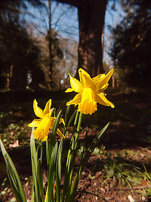 포토 JPG 해외이미지 식물 디자인 계절 꽃잎 꽃 줄기 꽃다발 백그라운드 잎 꽃무늬 밭 농업 자연 부활절 사람없음 야외 장식 초록색 여름 컬러풀 햇빛 노란색 환경 정원 맑음 봄 성장 벚꽃 개화 5월 원예 수선화 내추럴 해외202004 해외포토 기념일 산업 컬러 무늬 날씨 취미 태양 날짜 생태계 파일형식 이미지허브