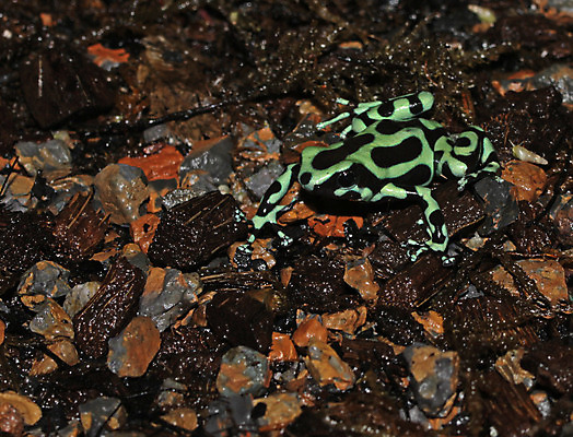 포토 JPG 해외이미지 개구리 양서류 사람없음 중앙아메리카 해외202004 해외포토 동물 아메리카 파일형식 이미지허브