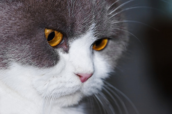 포토 JPG 해외이미지 동물 포유류 발 영국 수염 주택 털 사람없음 반려동물 고양이 회색 코트 육식동물 해외202004 해외포토 유럽 컬러 건물 신체부위 외투 파일형식 이미지허브