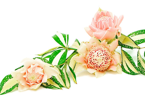 포토 JPG 해외이미지 식물 꽃잎 꽃 분홍색 사람없음 빨간색 초록색 컬러풀 성장 손전등 싱글 하와이 인도네시아 생강 왁스 이국적 해외202004 해외포토 아시아 컬러 채소 조명 미국 파일형식 이미지허브