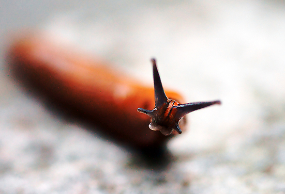 포토 JPG 해외이미지 동물 야생동물 포즈 자연 연체동물 사람없음 황무지 손목시계 민달팽이 센서 해외202004 해외포토 시계 장신구 무척추동물 생태계 파일형식 달팽이_동물 이미지허브