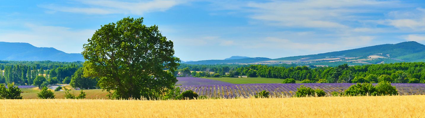 포토 JPG 해외이미지 식물 구름 유럽 여행 농업 산 파노라마 경사 사람없음 여름 농작물 햇빛 맑음 프랑스 수확 숲 큼 밀 산등성이 알프스 라벤더 산악지대 밭일 해외202004 해외포토 자연요소 계절 꽃 나라 산업 날씨 곡류 촬영기법 태양 크기 허브 파일형식 이미지허브