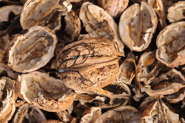 포토 JPG 해외이미지 계절 음식 백그라운드 다이어트 과일 재료 자연 건조 건강 사람없음 갈색 견과류 껍질 가을 흰색 신선 오픈 그룹 맛 아침식사 작음 오브젝트 유기농 알맹이 날것 호두 흙더미 내추럴 고립 깨짐 해외202004 해외포토 웰빙 컬러 컨셉 식사 흙 크기 생태계 파일형식 더미 이미지허브