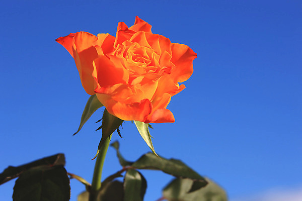 포토 JPG 해외이미지 식물 기념일 꽃잎 꽃 줄기 결혼 백그라운드 잎 꽃무늬 오렌지 자연 하늘 휴가 발렌타인데이 선물 사랑 사람없음 장식 빨간색 초록색 파란색 장미 정원 신혼여행 축하 생일 닫기 원예 열정 내추럴 어머니의날 해외202004 해외포토 감정 컬러 컨셉 무늬 과일 모션 데이이벤트 이벤트 취미 생태계 미국문화 파일형식 이미지허브