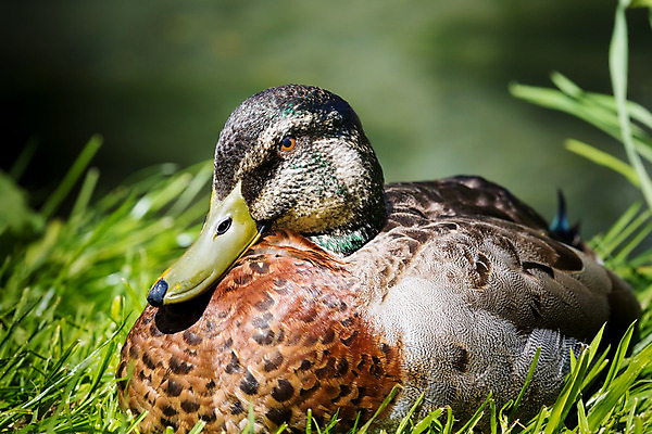 포토 JPG 해외이미지 동물 여자 남자 호수 야생동물 파도 겨울 신체 날개 자연 조류 오리 앉기 사람없음 야외 초록색 물 파란색 강 반사 갈색 머리 얼음 산책 추위 흰색 시골 연못 그룹 떨어짐 깃털 물새 청둥오리 폴란드 내추럴 수유 해외202004 해외포토 자연요소 계절 유럽 바다 컬러 컨셉 모션 휴식 사람 신체부위 생태계 파일형식 이미지허브
