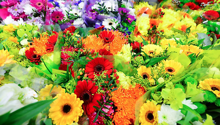 포토 JPG 해외이미지 식물 기념일 꽃잎 꽃 꽃다발 잎 꽃무늬 자연 벽지 결혼식 발렌타인데이 선물 사랑 사람없음 장식 초록색 세트 노란색 정원 축제 놀람 봄 성장 벚꽃 축하 신선 개화 그룹 의식 큼 다발 수집 심볼 질감 향기 아로마 열정 거베라 악취 멀티 해외202004 해외포토 계절 감정 컬러 결혼 컨셉 무늬 데이이벤트 표정 이벤트 크기 생태계 냄새 파일형식 이미지허브