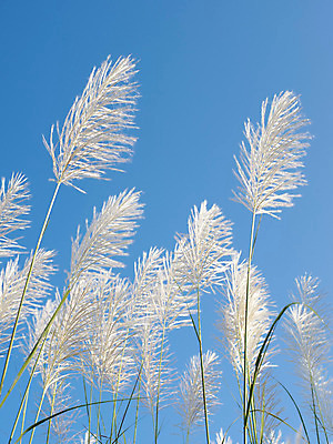 포토 JPG 해외이미지 식물 꽃 백그라운드 잎 꽃무늬 밭 자연 벽지 하늘 바람 추상 휴식 씨앗 풍경 잔디 사람없음 초록색 여름 평화 환경 정원 봄 펼침 성장 벚꽃 흰색 신선 개화 습지 정상 질감 부드러움 내추럴 해외202004 해외포토 자연요소 계절 컬러 컨셉 무늬 농업 모션 날씨 감각 생태계 파일형식 이미지허브