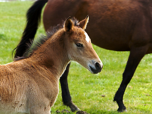 포토 JPG 해외이미지 동물 밭 농업 포유류 자연 엄마 함께함 사랑 사람없음 야외 초록색 여름 반려동물 달리기 농장 농경지 갈색 머리 가축 봄 목장 자유 흰색 시골 아기 레이싱 승마 방목 꼬리 귀 갈기 망아지 기르기 달리기선수 서쪽 수유 찰과상 해외202004 해외포토 계절 감정 산업 새끼 스포츠 컬러 컨셉 가족 모션 사람 시합 신체부위 말_동물 축산업 상처 방향 생태계 육상선수 돌봄 파일형식 이미지허브