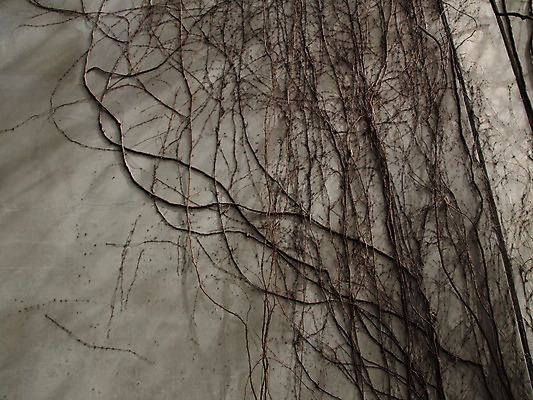 포토 JPG 해외이미지 식물 외관 벽 낙엽 사람없음 건물 일본 덩굴 포도나무 아이비 해외202004 해외포토 건축물 아시아 잎 과일나무 파일형식 이미지허브