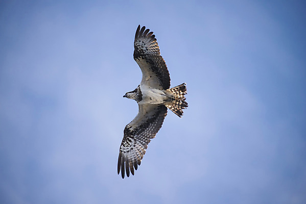 포토 JPG 해외이미지 나무 동물 계절 호수 바다 여행 조류 하늘 휴식 노르웨이 사람 풍경 사람없음 야외 목재 초록색 물 여름 파란색 강 컬러풀 반사 노란색 맑음 침묵 보트 해외202004 해외포토 자연요소 식물 유럽 컬러 컨셉 배_교통 재료 날씨 소리 파일형식 이미지허브