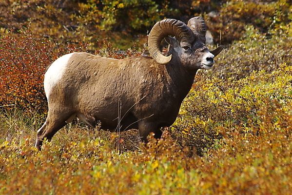 포토 JPG 해외이미지 동물 야생동물 포유류 자연 사람없음 양 황무지 동물상 램 해외202004 해외포토 조형물 생태계 파일형식 이미지허브