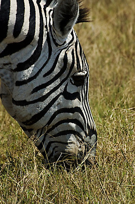 포토 JPG 해외이미지 동물 야생동물 포유류 아프리카 자연 국립공원 사람없음 노란색 머리 검은색 줄무늬 흰색 먹기 사파리 얼룩말 대가리 탄자니아 해외202004 해외포토 공원 나라 컬러 무늬 모션 신체부위 말_동물 생태계 파일형식 이미지허브