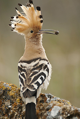 포토 JPG 해외이미지 동물 야생동물 음식 날개 오렌지 자연 조류 앉기 사람없음 야외 목재 초록색 컬러풀 정원 나뭇가지 보호 숲 깃털 부리 갈기 서식지 철새 짝짓기 내추럴 스페인어 해외202004 해외포토 나무 컬러 컨셉 과일 재료 모션 생태계 파일형식 이미지허브
