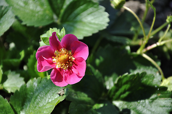 포토 JPG 해외이미지 꽃잎 꽃 줄기 분홍색 잎 딸기 사람없음 초록색 정원 꽃수술 해외202004 해외포토 식물 컬러 과일 파일형식 이미지허브