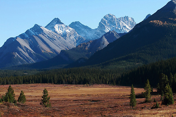 포토 JPG 해외이미지 나무 캐나다 산 사람없음 정상 숲 앨버타 절정 로키산맥 해외202004 해외포토 식물 북아메리카 파일형식 이미지허브
