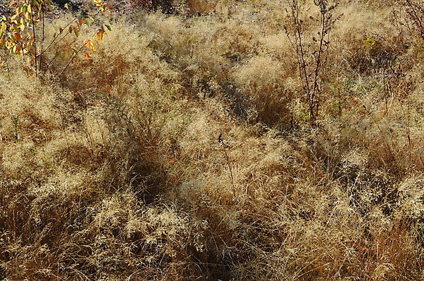 포토 JPG 해외이미지 나무 식물 계절 공원 백그라운드 단풍 잎 패턴 오렌지 자연 추상 바닥 풍경 사람없음 야외 빨간색 갈색 노란색 가을 숲 질감 내추럴 해외202004 해외포토 공공시설 컬러 무늬 과일 생태계 파일형식 이미지허브