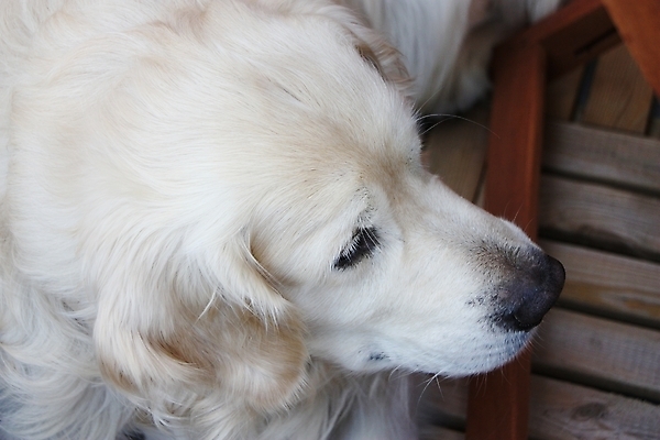 포토 JPG 해외이미지 동물 1 응시 휴식 털 실내 사람없음 반려동물 흰색 황금 개 강아지 래브라도리트리버 만족 코 사냥 귀 부드러움 주둥이 거짓말 유래 총구 해외202004 해외포토 시선 감정 컬러 컨셉 포유류 내부 신체부위 감각 리트리버 파일형식 이미지허브