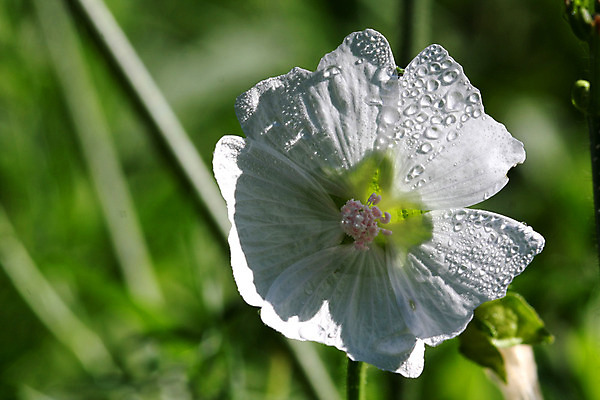 포토 JPG 해외이미지 식물 계절 꽃잎 꽃 분홍색 백그라운드 잎 꽃무늬 자연 풍경 사람없음 초록색 여름 파란색 컬러풀 장미 정원 보라색 봄 벚꽃 흰색 허브 꽃가루 내추럴 꽃수술 아욱 히비스커스 해외202004 해외포토 컬러 무늬 가루 생태계 파일형식 이미지허브