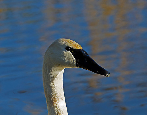 포토 JPG 해외이미지 야생동물 자연 조류 성인 사람없음 검은색 흰색 수집 물새 계산서 해외202004 해외포토 동물 컬러 사람 생태계 파일형식 이미지허브